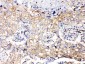 Anti-GAPDH Picoband Antibody